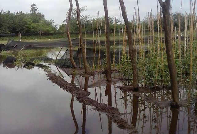 Pérdidas totales. Este es el estado que presentaban los campos luego de las intensas lluvias. La mayoría de la verdura iba a estar lista para mediados de mes.