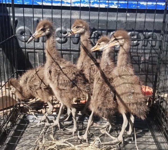&nbsp;Los pichones de carau que