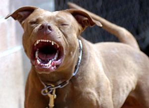 Terror en barrio Roma por un pitbull suelto que atacó a otro perro y mordió a un vecino: piden endurecer los controles