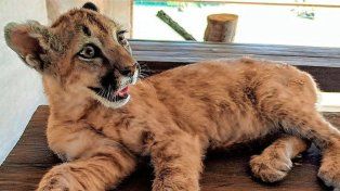 India es la puma rescatada que fue entregada al refugio Parque Pericos