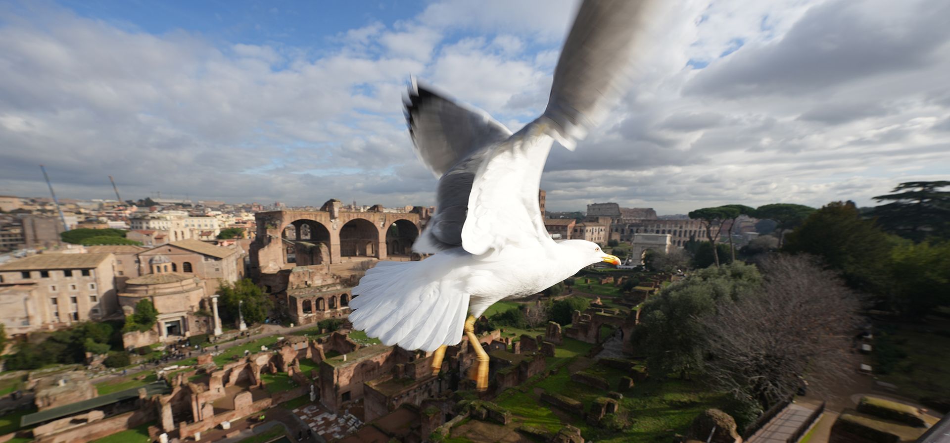 Una gaviota sobrevuela el Foro Romano y el Coliseo, en Roma, el martes 13 de enero de 2026. (Foto AP/Andrew Medichini) Una gaviota sobrevuela el Foro Romano y el Coliseo, en Roma, el martes 13 de enero de 2026. (Foto AP/Andrew Medichini)