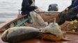 Santa Fe oficializó nuevas reglas para la pesca comercial y puso fin al conflicto por el acopio para exportación