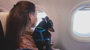 Un perro se perdió antes de subir a un avión de Iberia en octubre del 2019