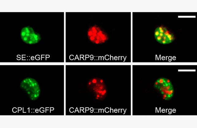 La prote&iacute;na&nbsp;CARP9