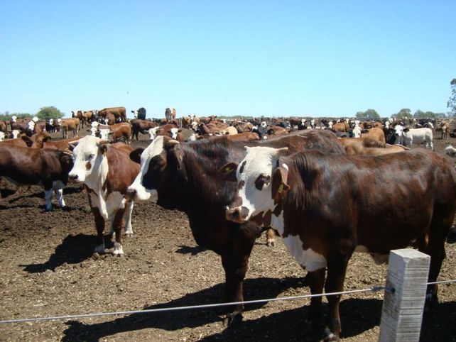 El Usda estima que por la baja de precios