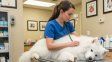 dia del veterinario en la argentina, la importancia del cuidado de los animales