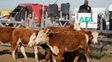 La ganadería desbordó los corrales de Agroactiva