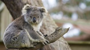 El koala, en peligro porla pérdida de su hábitat