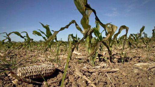 Santa Fe: productores maiceros analizan destruir cultivares para sembrar soja tardía