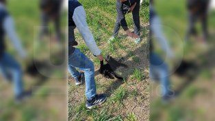 General Ramírez: denuncian a tres adolescentes por torturar y matar a un gatito y viralizar los videos en redes