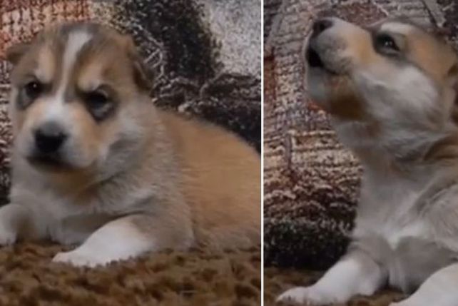 Un cachorro intenta aullar, falla y genera una ola de ternura en la web
