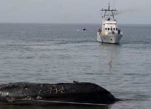 Ya son 15 las ballenas halladas muertas en la zona de Península Valdés