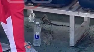 Insólito: una iguana sorprendió a los suplentes de Argentinos en el Gigante