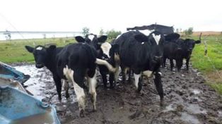 Tras las intensas lluvias es dramática la situación en tambos entrerrianos