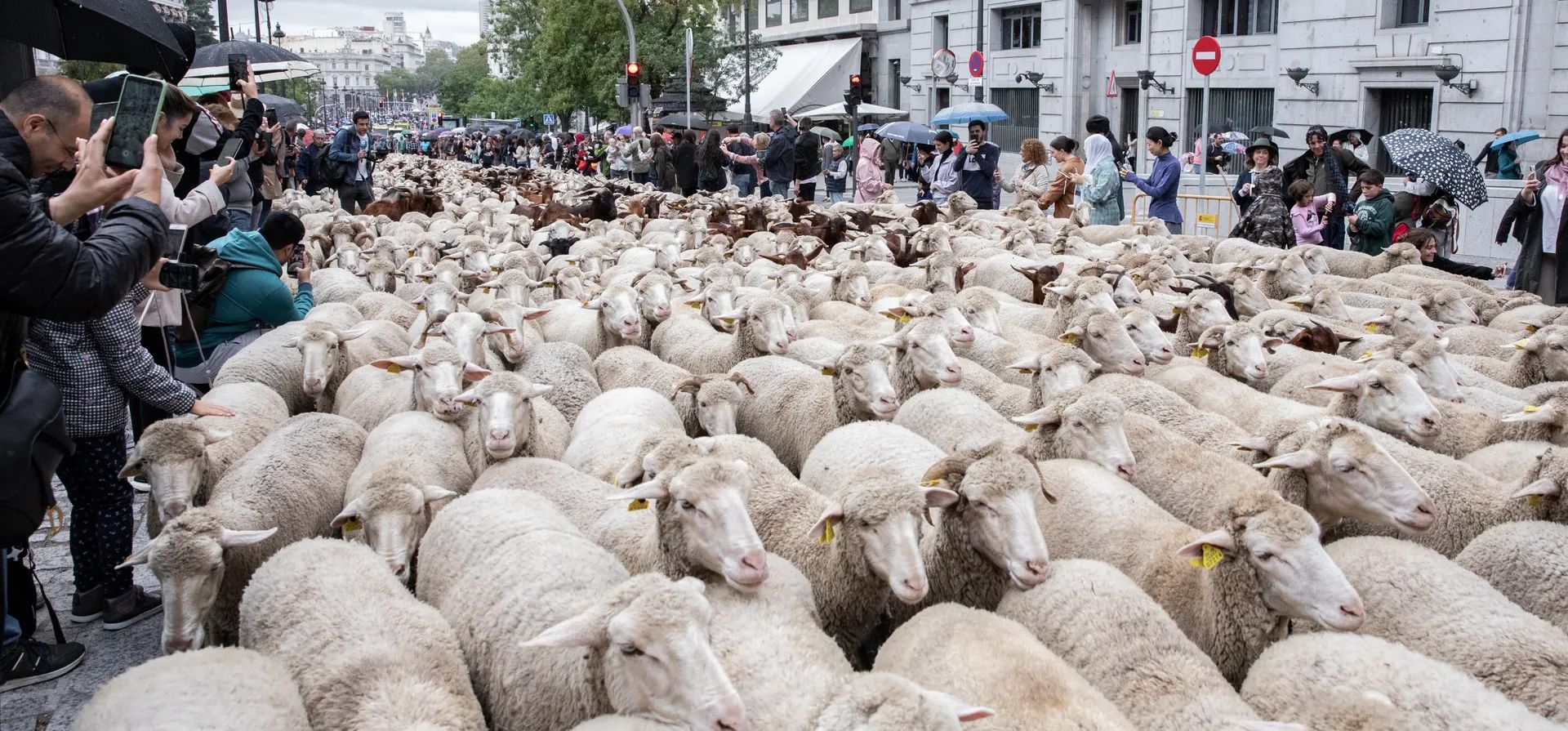 Madrid, España. Un gran rebaño de ovejas recorre la ciudad durante el festival de la Trashumancia, que celebra la práctica de los pastores que conducen el ganado de las montañas a los cálidos prados para pasar el invierno. Fotografía: Aldara Zarraoa/Getty Images