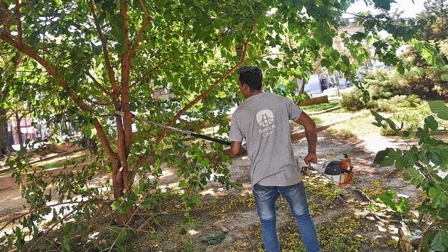 Trabajos de poda en la ciudad de Santa Fe