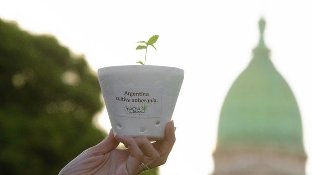 Mamá Cultiva es una de las organizaciones civiles más grandes del país que desde 2016 busca un marco legal para el uso terapéutico del cannabis