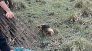 Rescataron otro oso melero en el norte