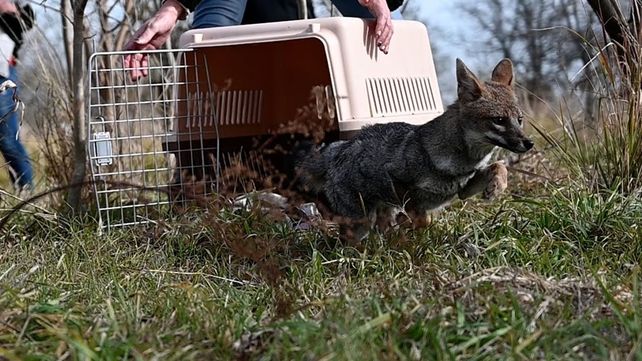 Liberación zorro gris