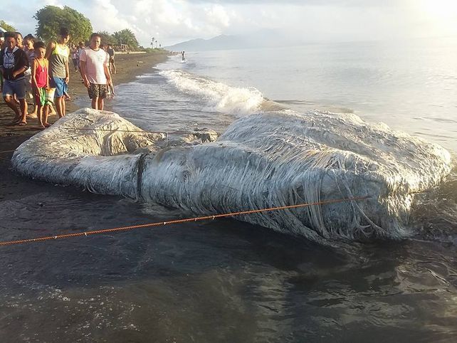 Encontraron una horrible criatura en una playa de Filipinas