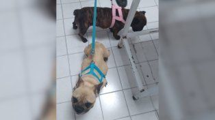 Rescataron dos perros bulldogs desnutridos y con lesiones por abandono