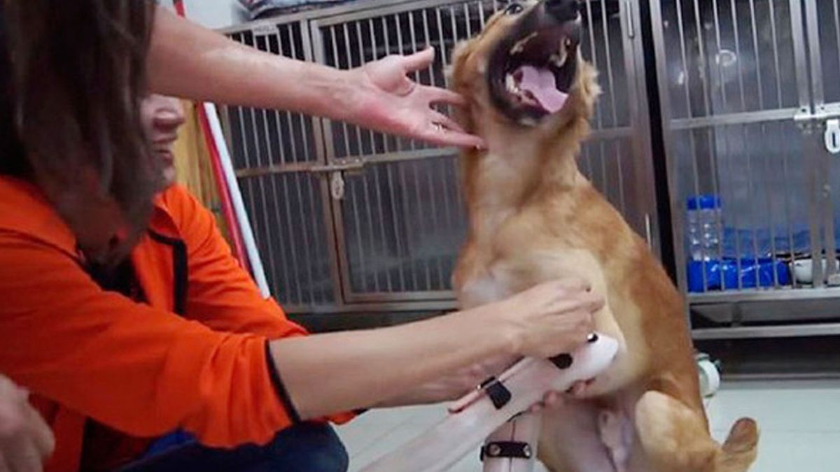 La felicidad de este perrito al recibir sus prótesis