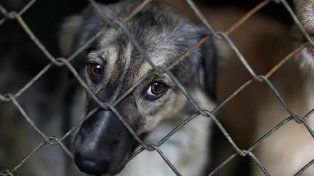 Cambio de paradigma: las mascotas ya no podrán viajar en el asiento delantero y penarán el maltrato con multas de hasta $1.000.000
