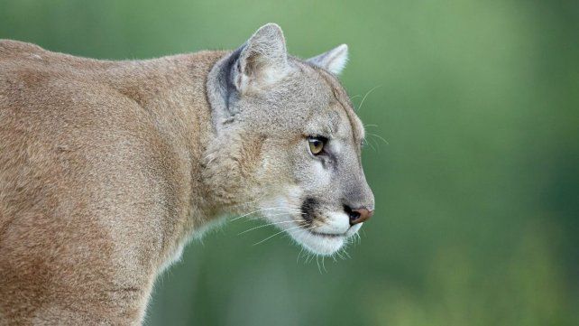 El puma concolor rara veces ataca alos humanos.