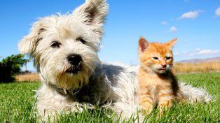 Día del Animal: cómo proteger a las mascotas de las bajas temperaturas