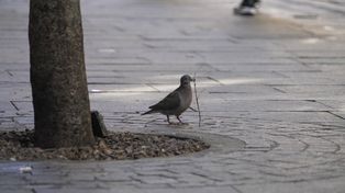 Las palomas son potenciales agentes transmisores de enfermedades al humano y sus excrementos deterioran las superficies en donde se acumulan