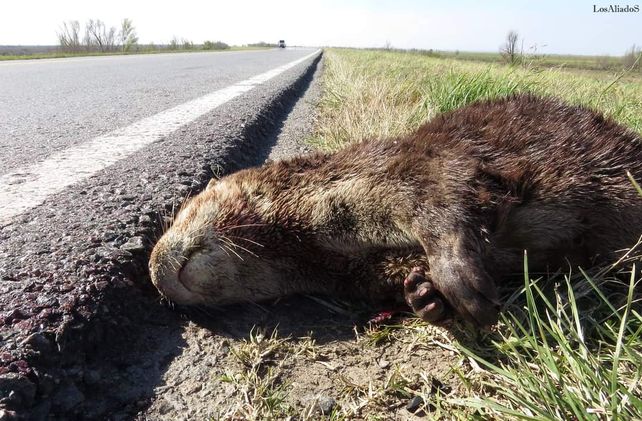 La cruel realidad sobre el pavimento de la conexión vial Rosario - Victoria. Cientos de animales mueren al escapar de los incendios.