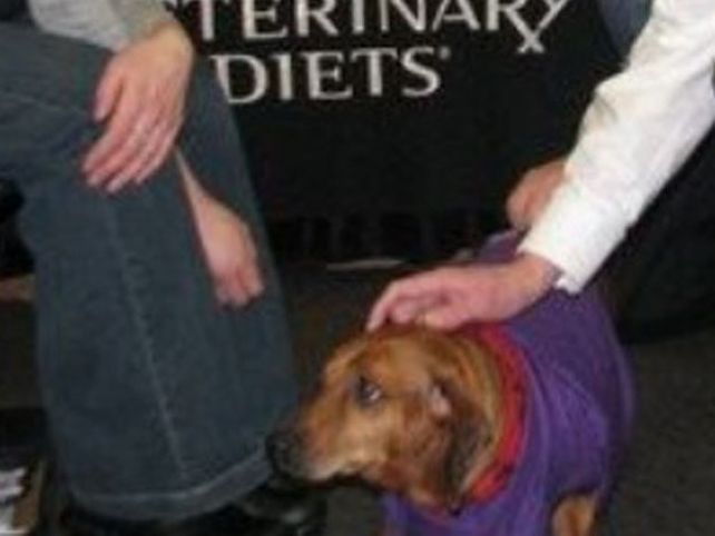 ¡Pusieron a dieta al perro salchicha más gordo del mundo y bajó 25 kilos!