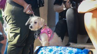 La Municipalidad de Paraná realizó miles de castraciones y desparasitaciones en 2025