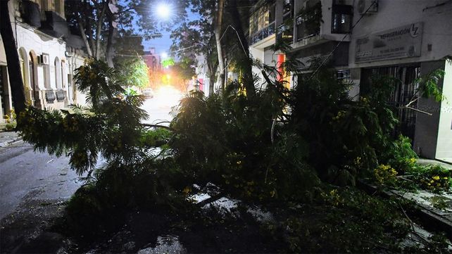 Árboles caídos y columnas en riesgo, el saldo de la tormenta de lluvia y viento esta madrugada