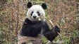 Dos pandas gigantes viajarán de China a Estados Unidos para reforzar la cooperación científica