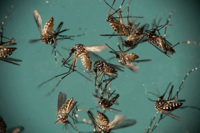 Google soltará 20 millones de mosquitos infectados para detener al virus del Zika