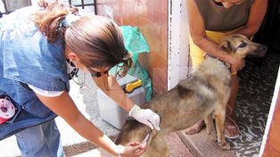 Durante este año continúa la campaña de Tenencia Responsable de Mascotas