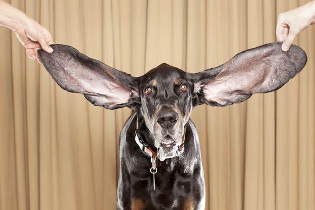 Curiosos récords Guinness hechos por perros