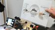 Dengue: cómo es la red de monitoreo que permitió detectar all mosquito