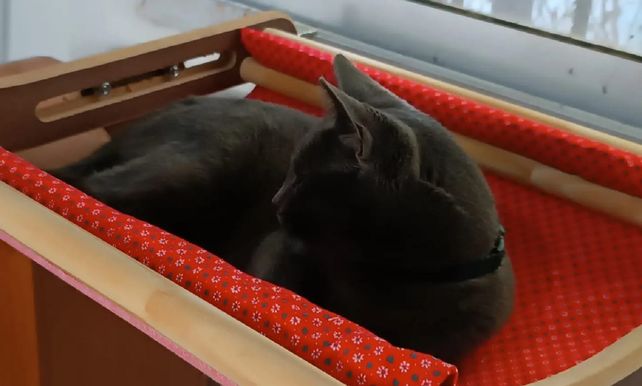 El próximo proyecto del emprendedor es fabricar hamacas para gatos que se colocan en el piso.