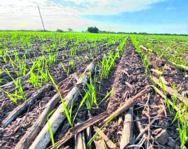Suelos. La falta de humedad condiciona la siembra de trigo.