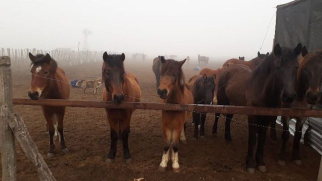 Casi 100 caballos se recuperan en el predio de la ONG
