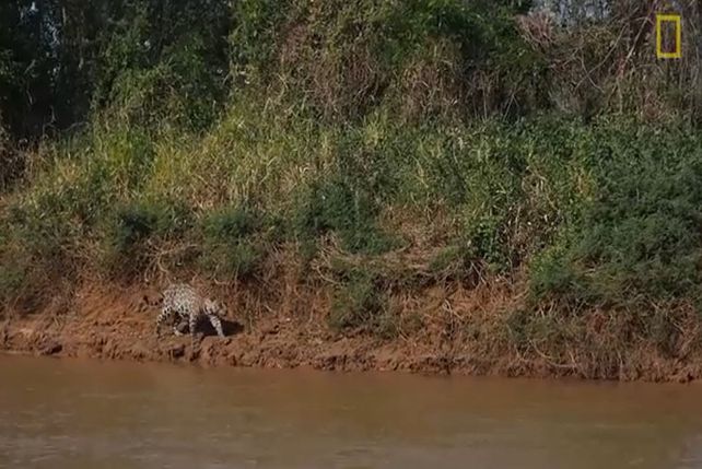 Jaguar ataca (y ¡vence!) a cocodrilo
