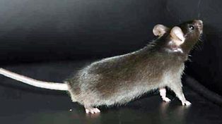 Investigadores chinos crean ratones partiendo de c&eacute;lulas comunes