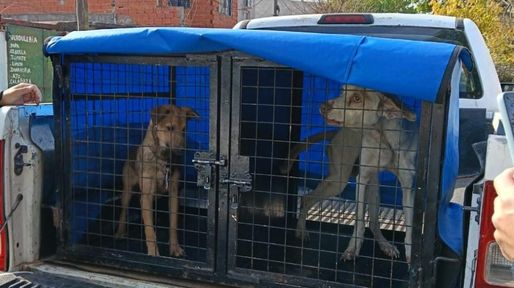 En lo que va del año la Municipalidad intervino en 740 casos de maltrato animal