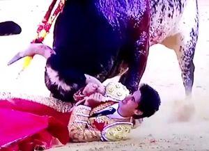 Impactante: toro corneó y mató a un joven torero en una corrida en Aragón