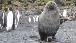 Las imágenes de un lobo marino copulando con un pingüino recorren el mundo