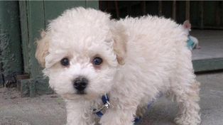 Juntaron 80 mil firmas y evitaron que el perro Buddy sea sacrificado