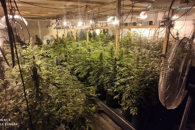 Narcotráfico: condenados por tener 269 plantas de marihuana para comercializar.&nbsp;