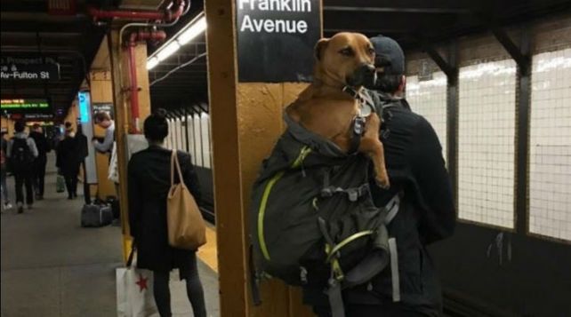 Como ser perro en Nueva York para viajar en subte y no morir en el intento